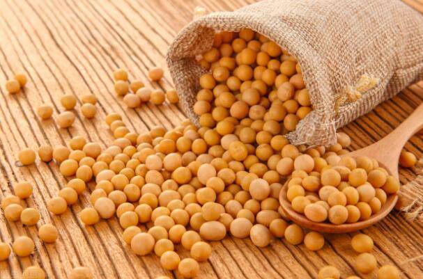 大豆的营养成分非常丰富,其蛋白质含量高于谷类和薯类食物2.